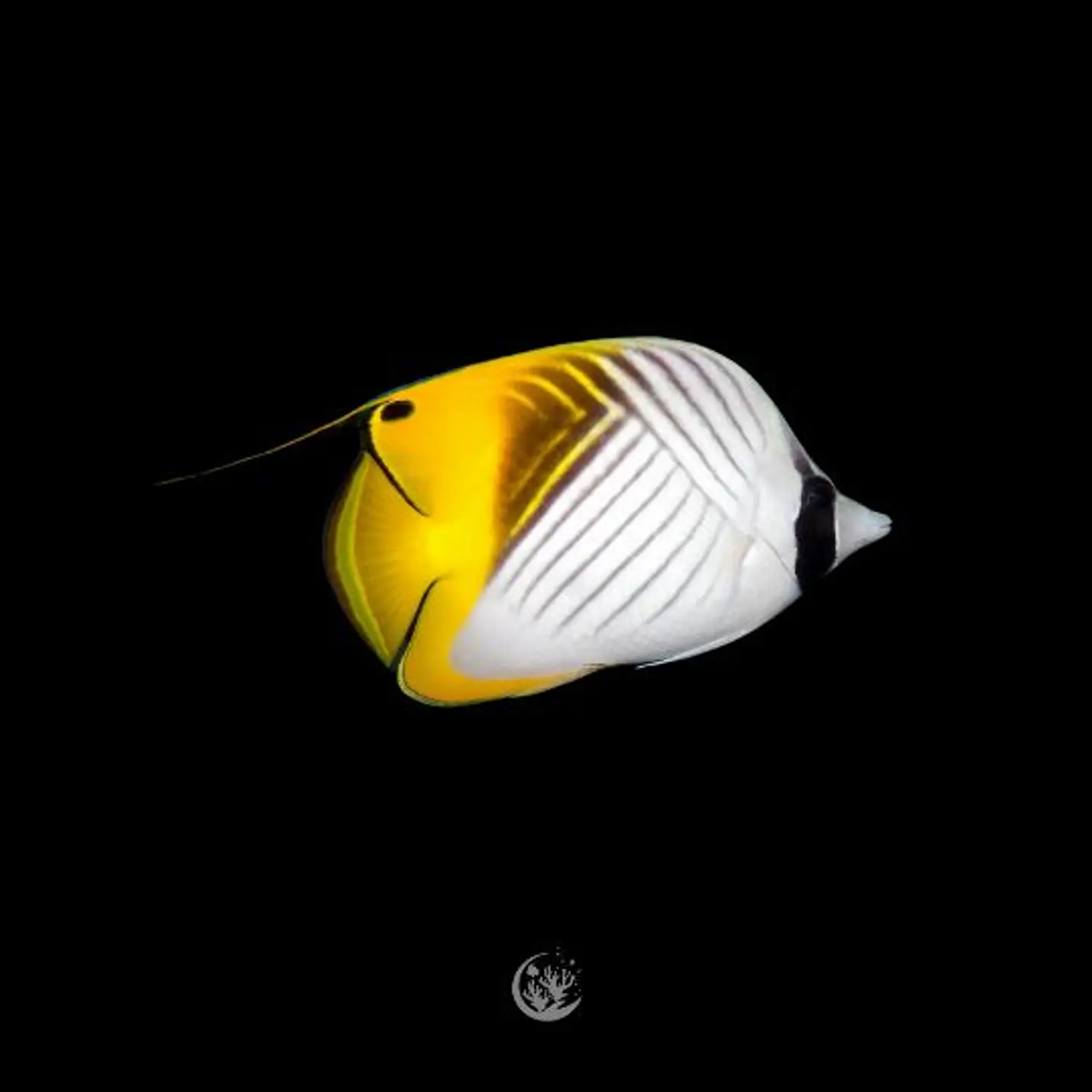 Chaetodon auriga 1