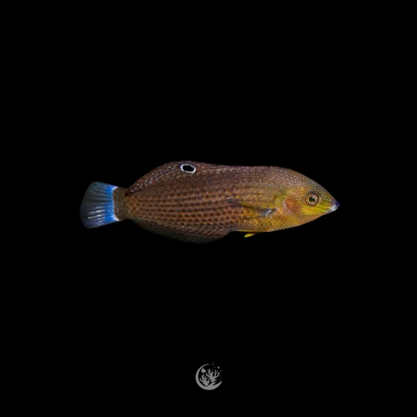 Halichoeres marginatus 1