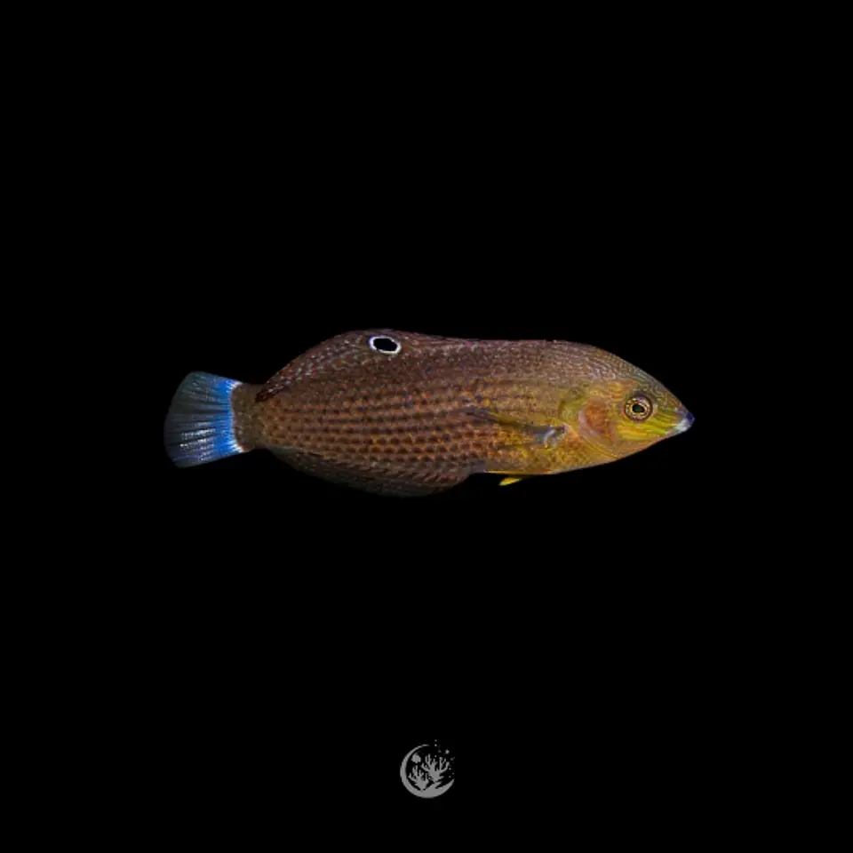 Halichoeres marginatus 1