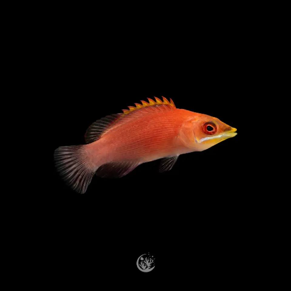 Pseudocheilinus evanidus 1