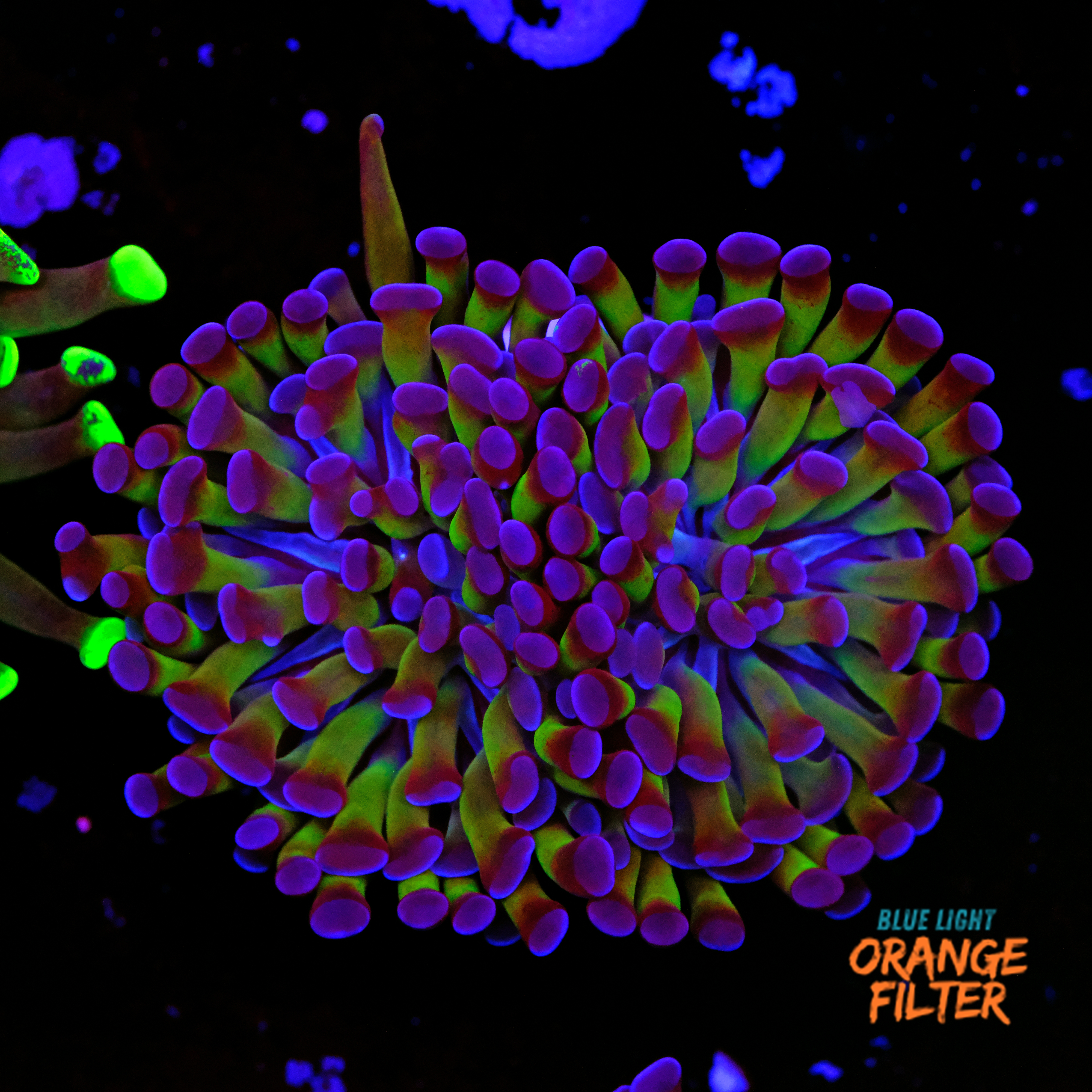 Euphyllia parancora reverse (2 head) 1