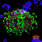 Euphyllia baliensis hybrid (2 heads) 1