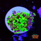 Euphyllia baliensis hybrid (2 heads) 1