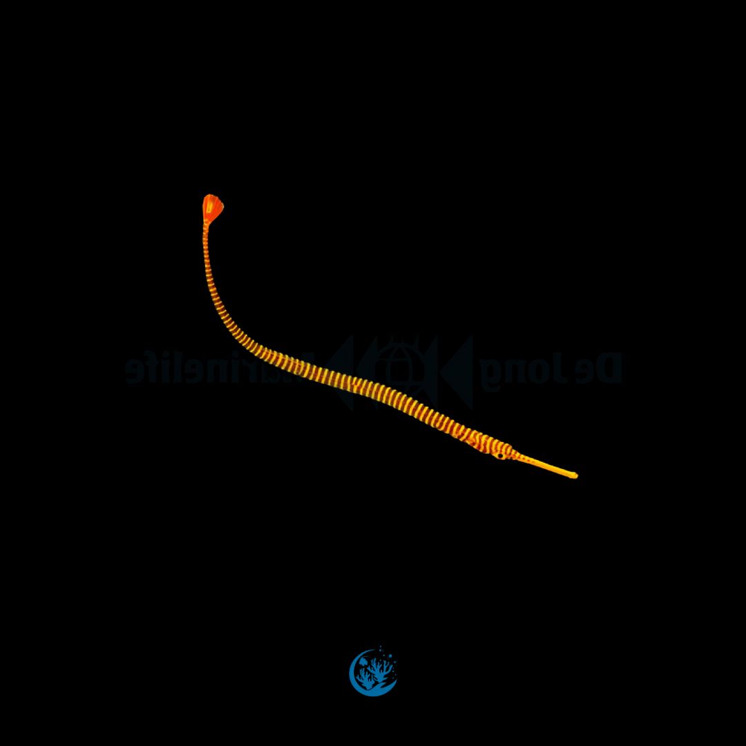 Dunckerocampus pessuliferus