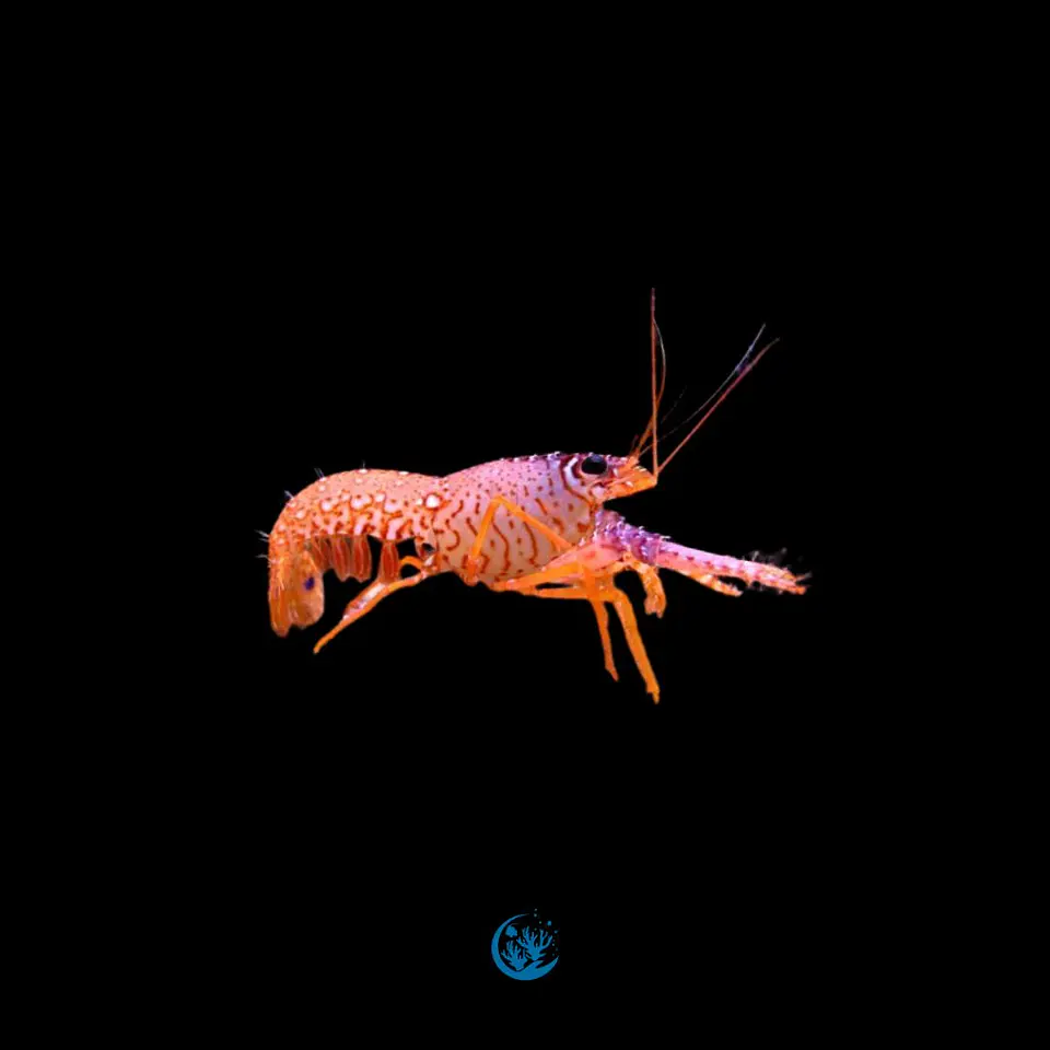 Enoplometopus daumi 1