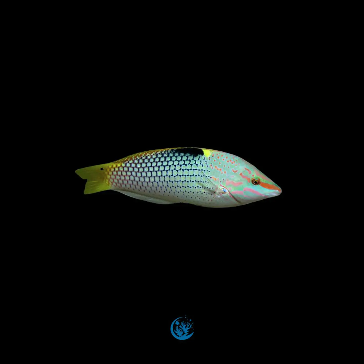 Halichoeres hortulanus  1