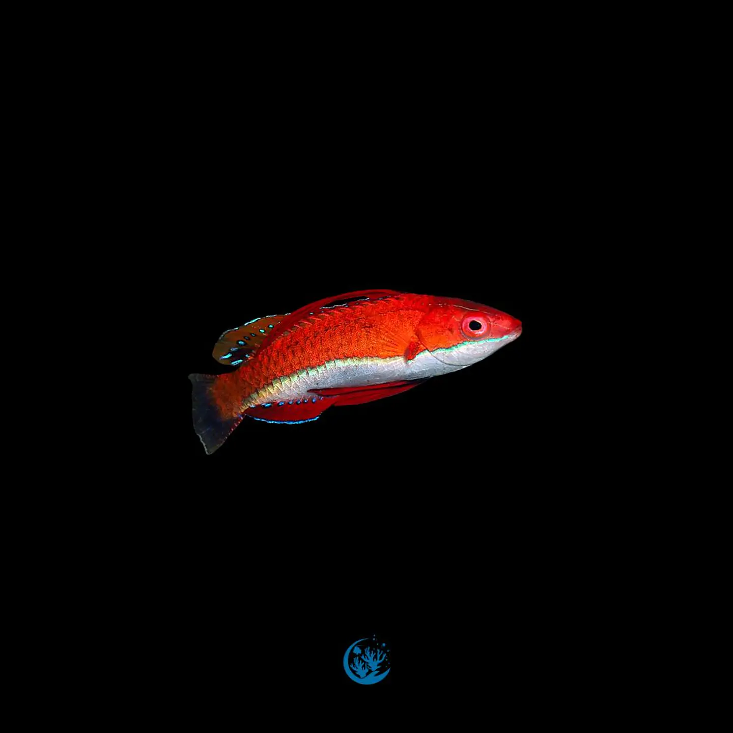 Cirrhilabrus joanallenae 1