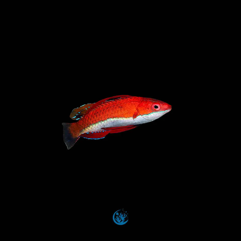 Cirrhilabrus joanallenae 1