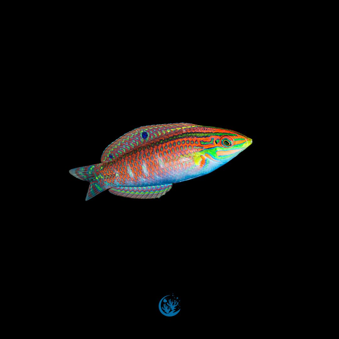 Halichoeres ornatissimos