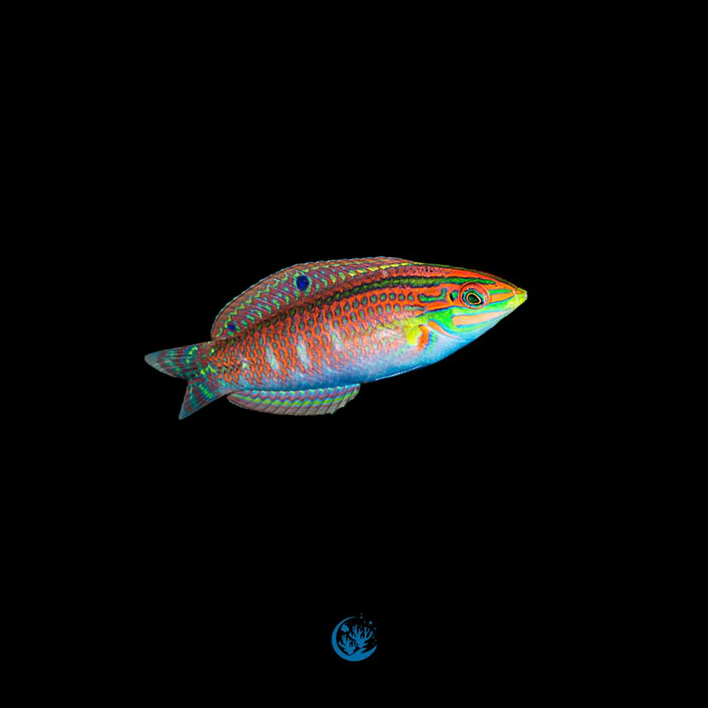 Halichoeres ornatissimos 1
