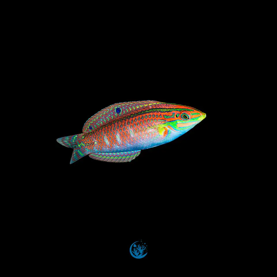 Halichoeres ornatissimos 1