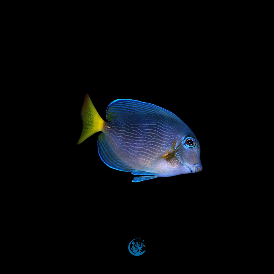 Acanthurus Coeruleus
