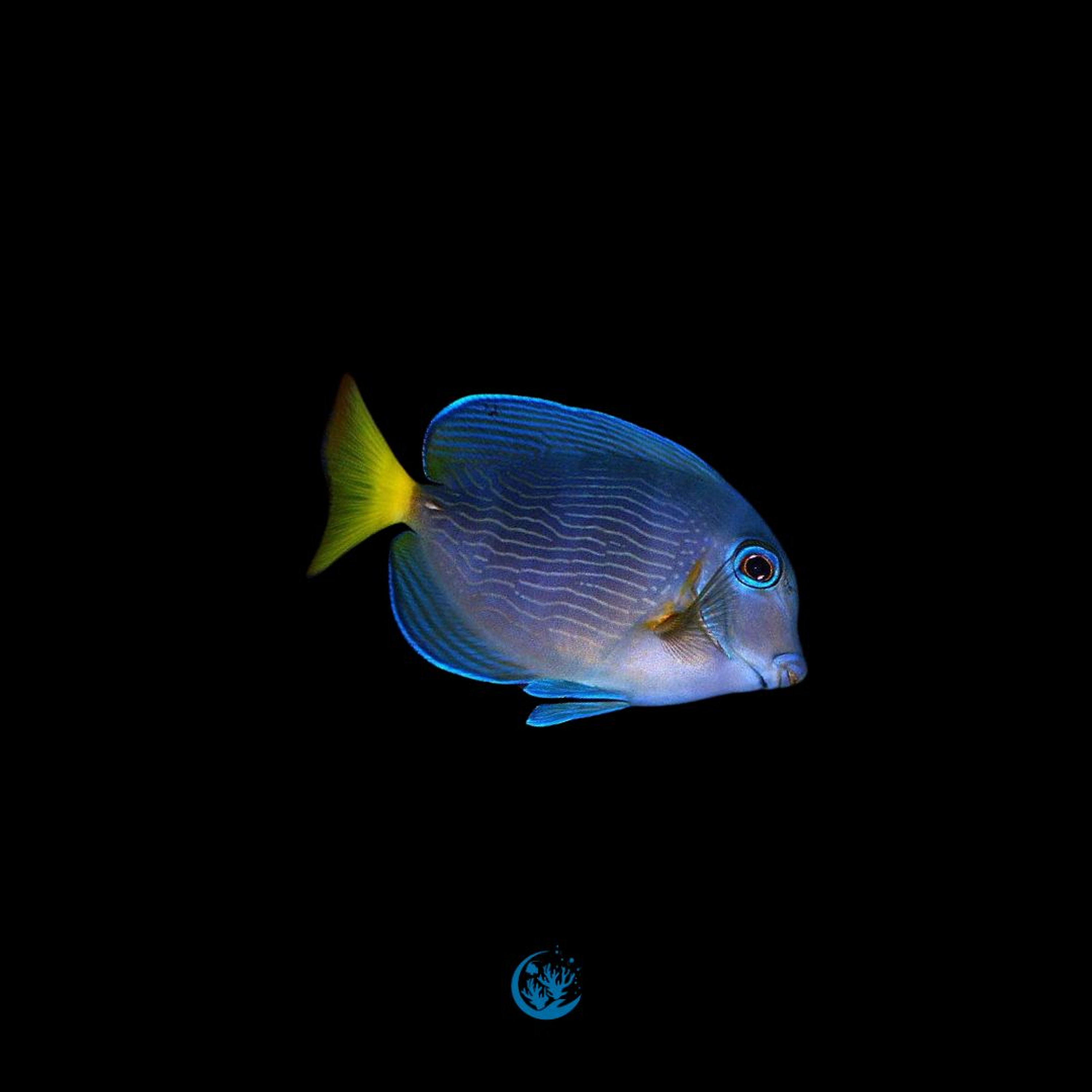 Acanthurus Coeruleus
