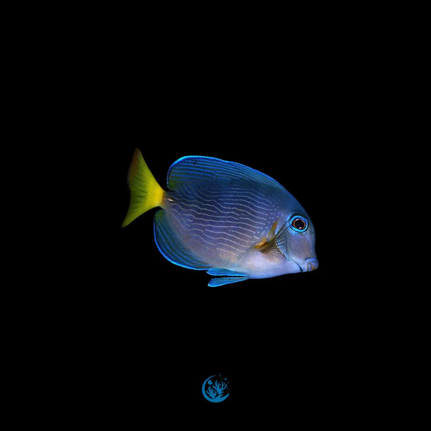 Acanthurus Coeruleus 1