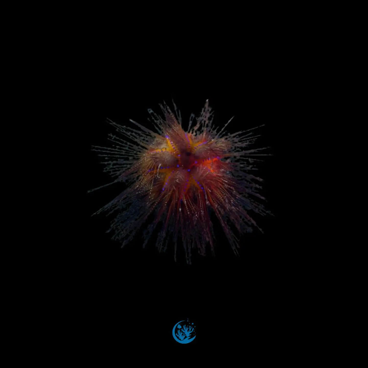 Asteropyga radiata 1
