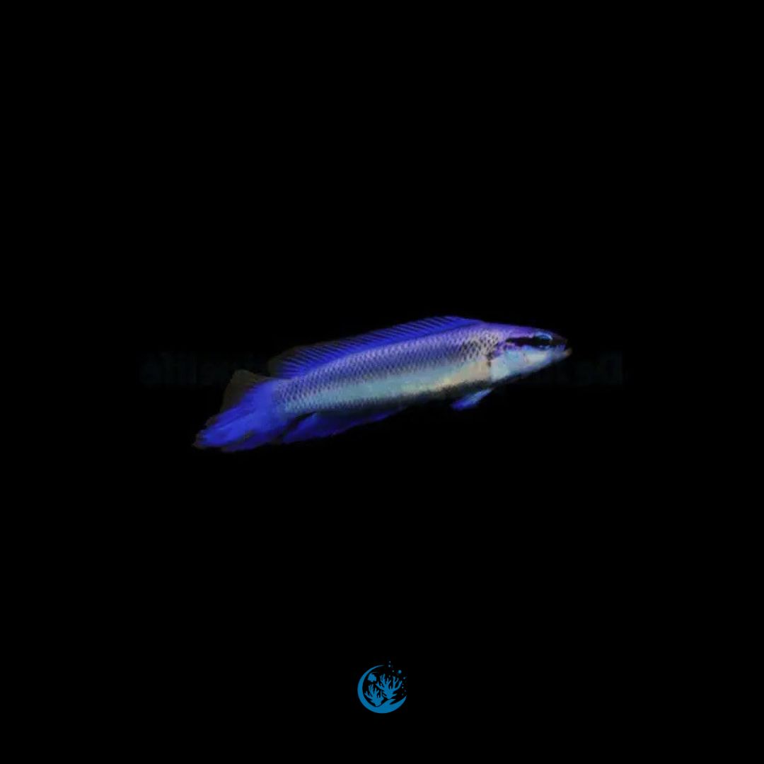 Pseudochromis fridmani x springeri Hybrid