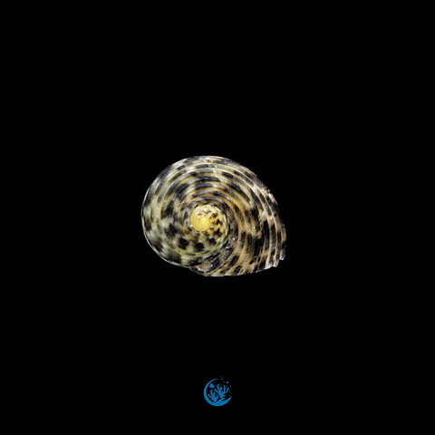 Nerita undata