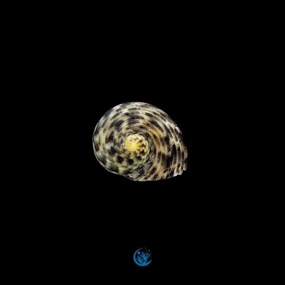 Nerita undata 1