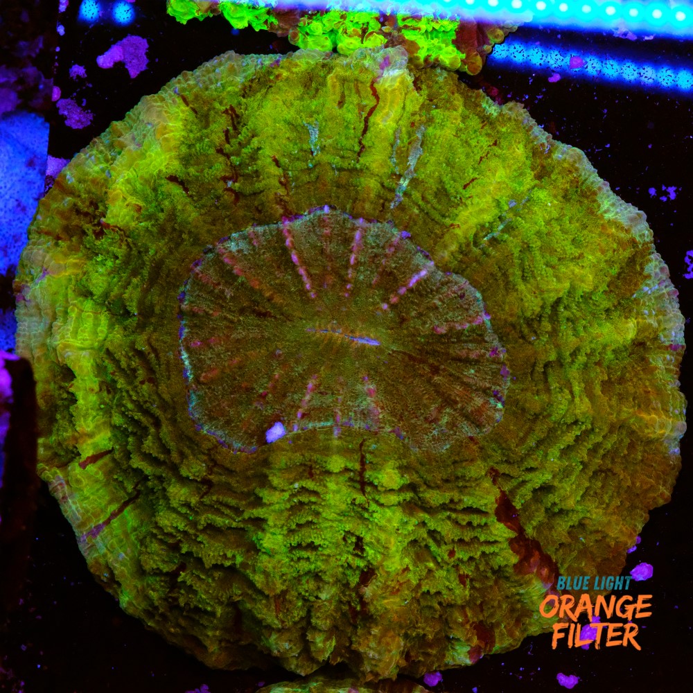 Acanthophyllia green 13/14cm