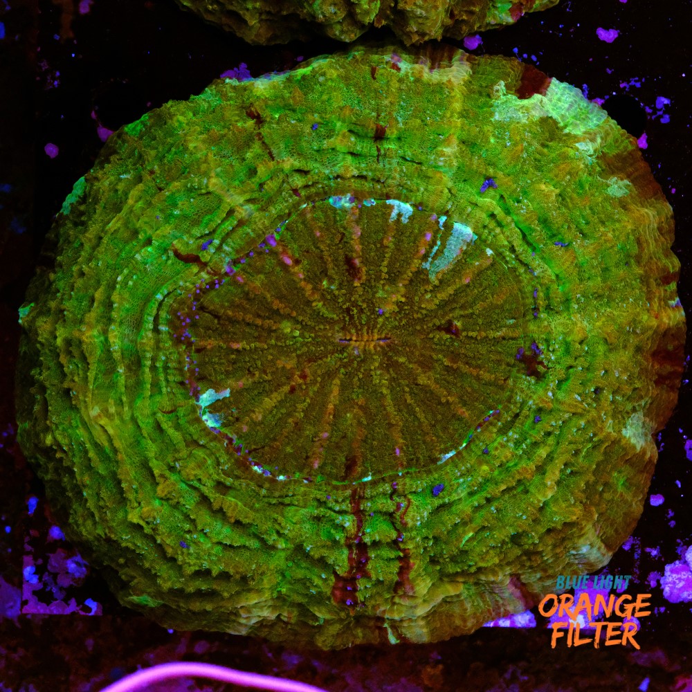 Acanthophyllia green 13/14cm