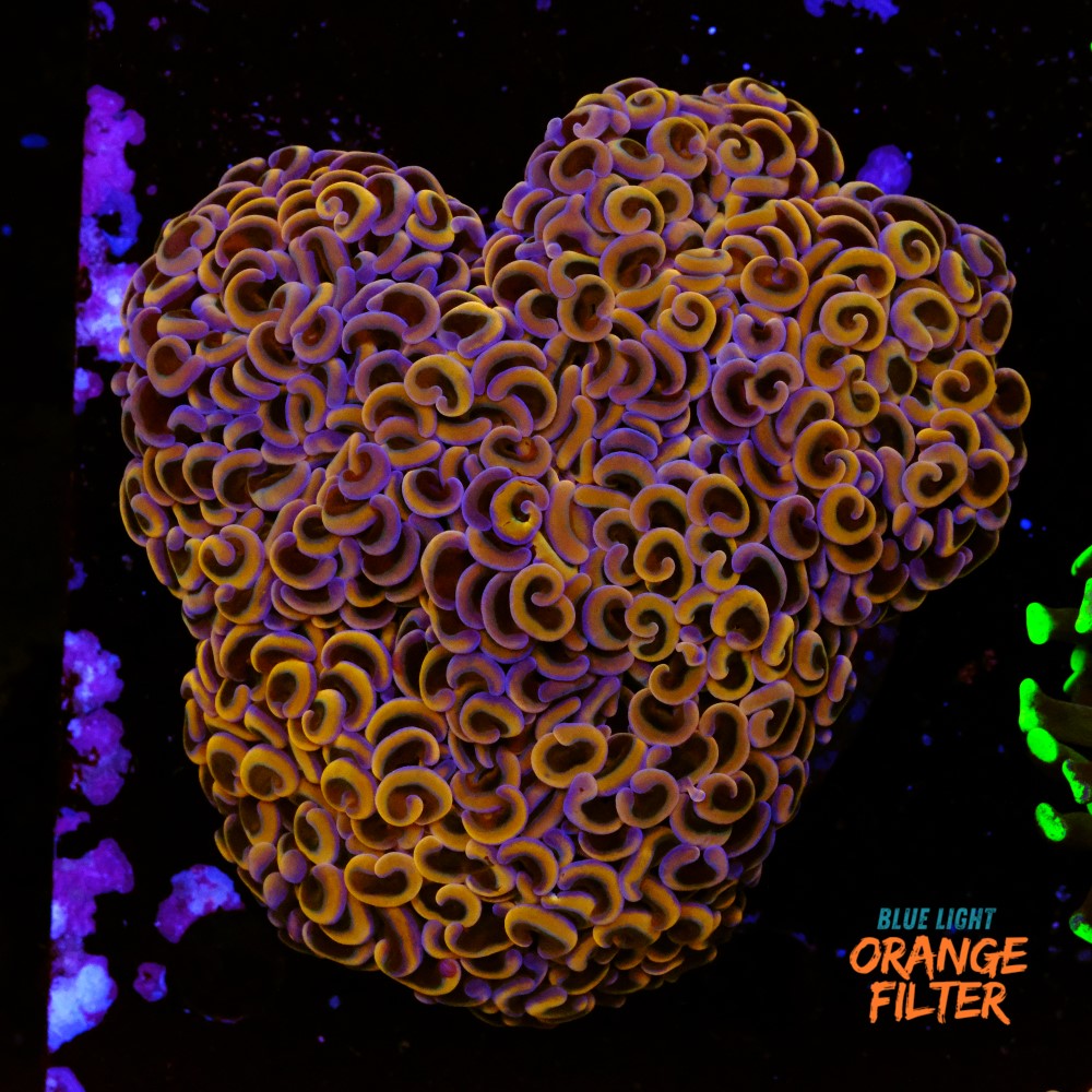 Euphyllia ancora orange
