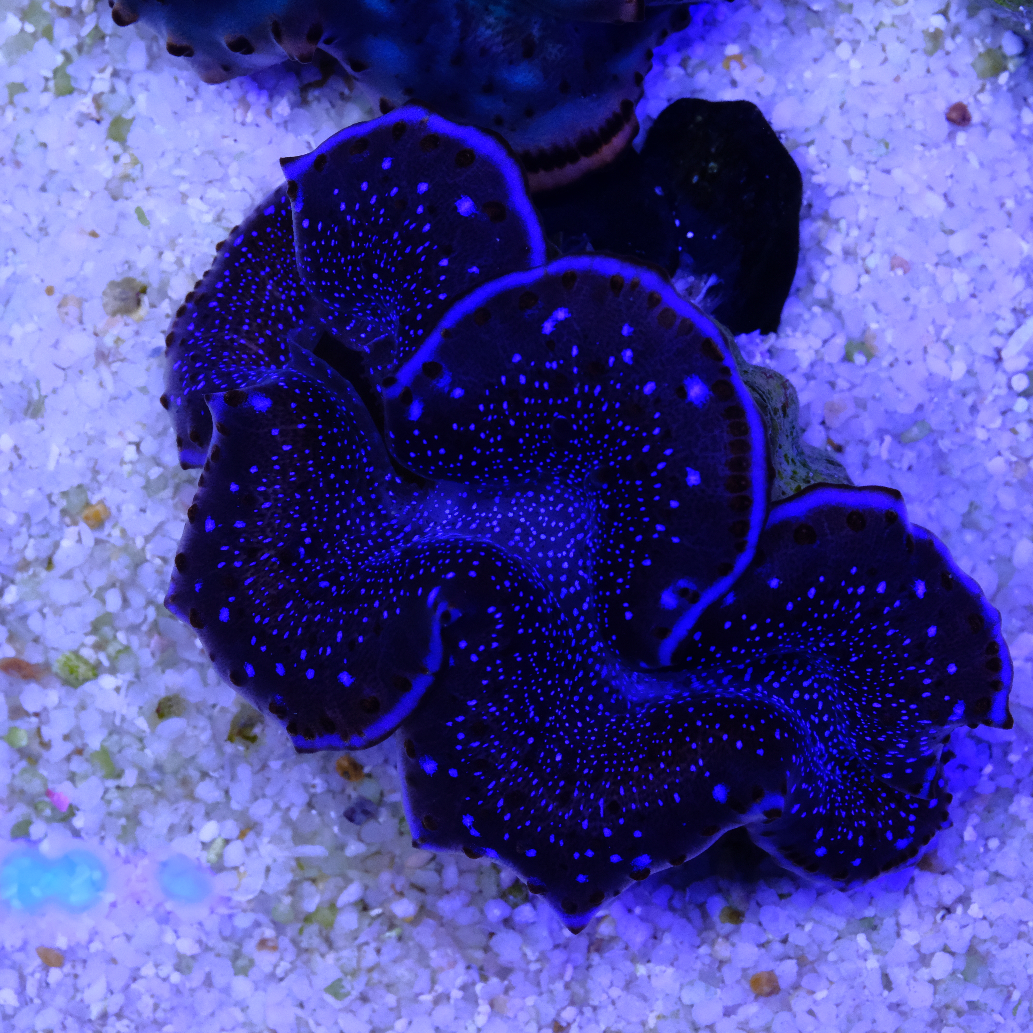 Tridacna maxima ultra 7cm