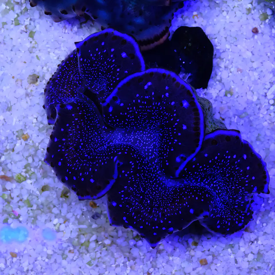 Tridacna maxima ultra 7cm 1