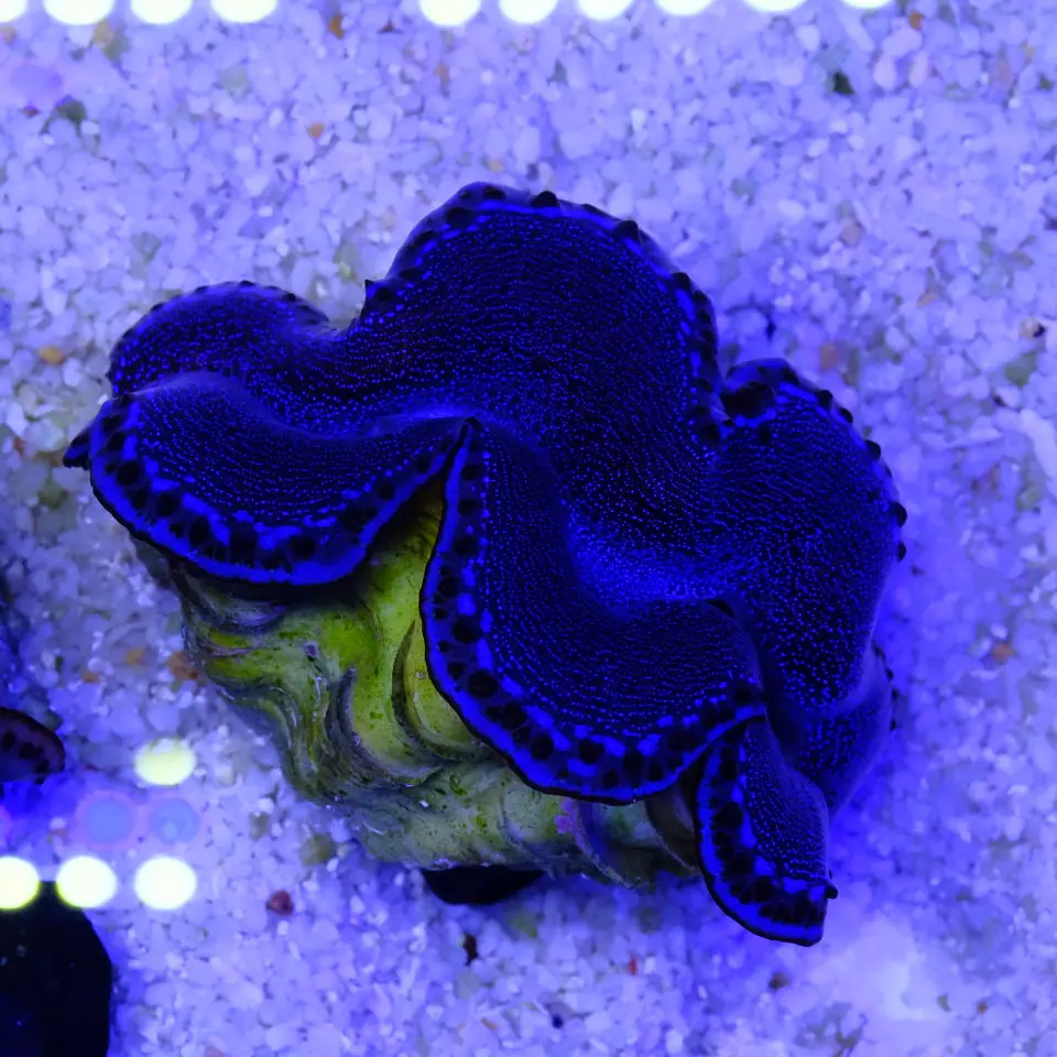 Tridacna maxima ultra 7cm 1