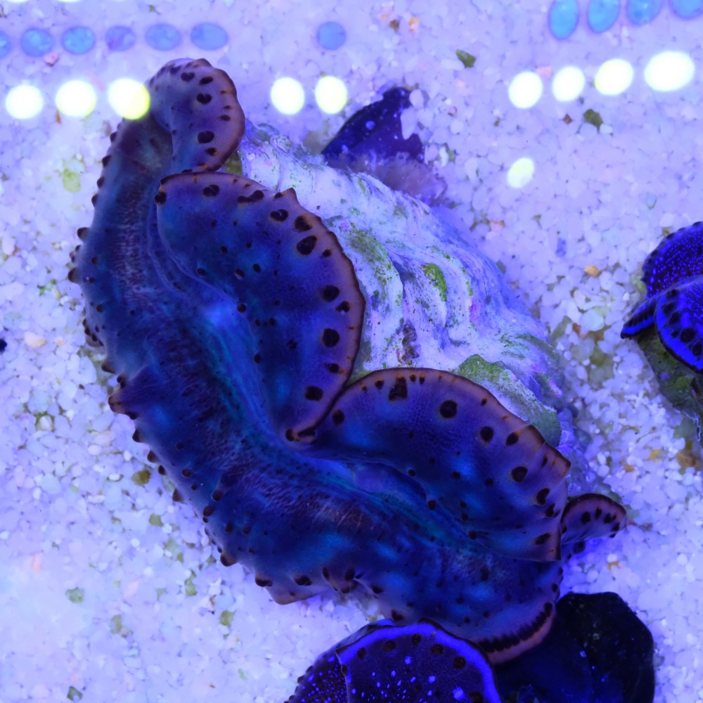 Tridacna maxima ultra 7cm