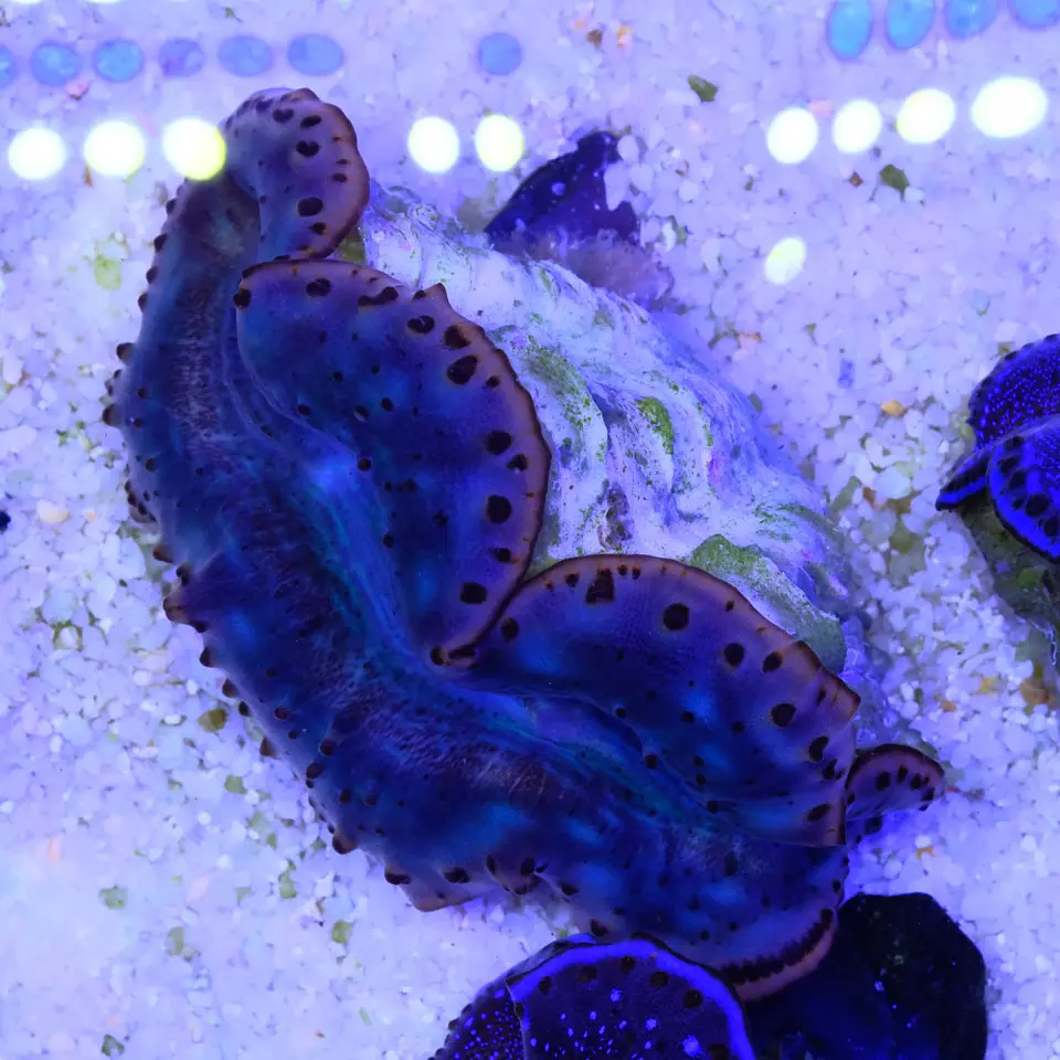 Tridacna maxima ultra 7cm 1