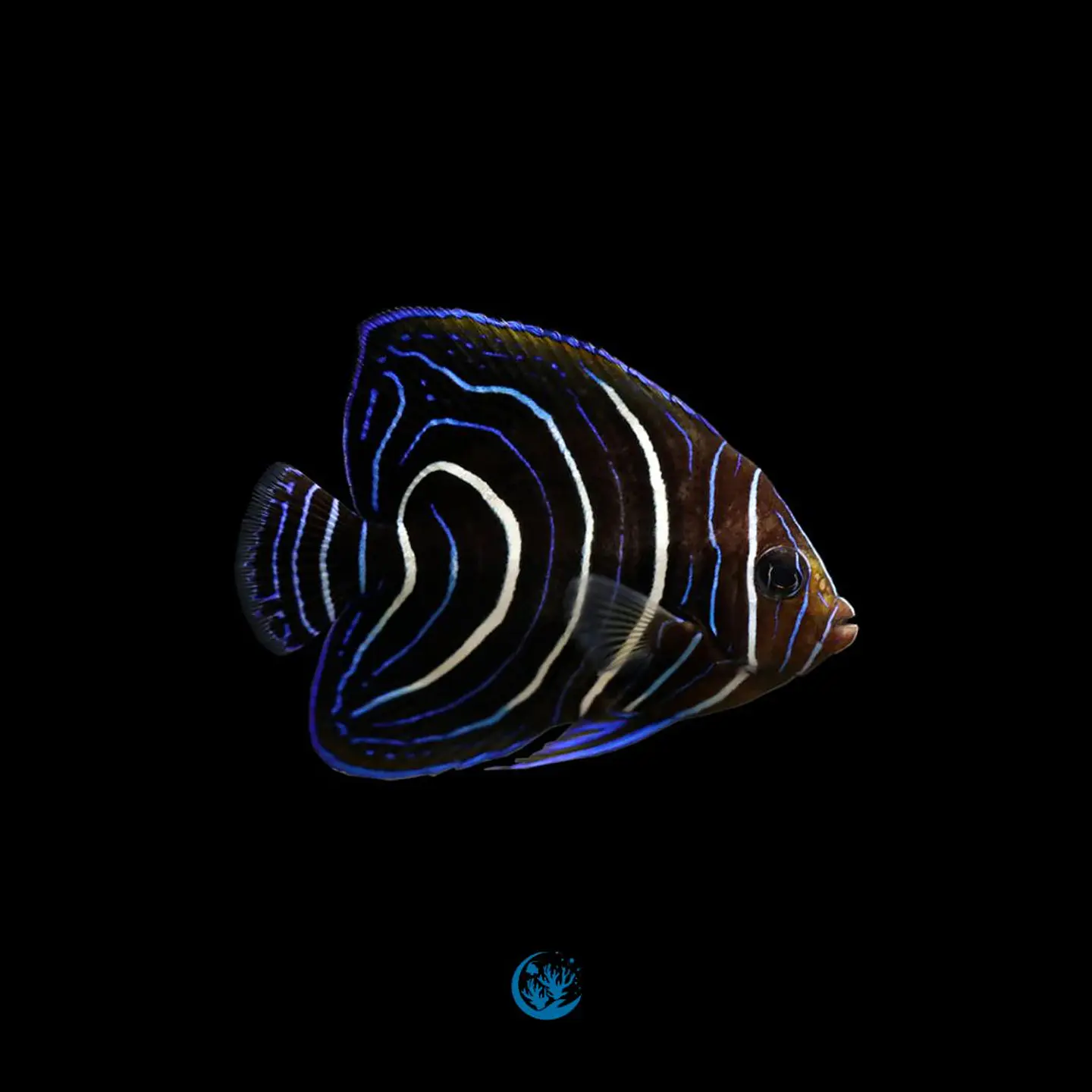 Pomacanthus semicirculatus 1