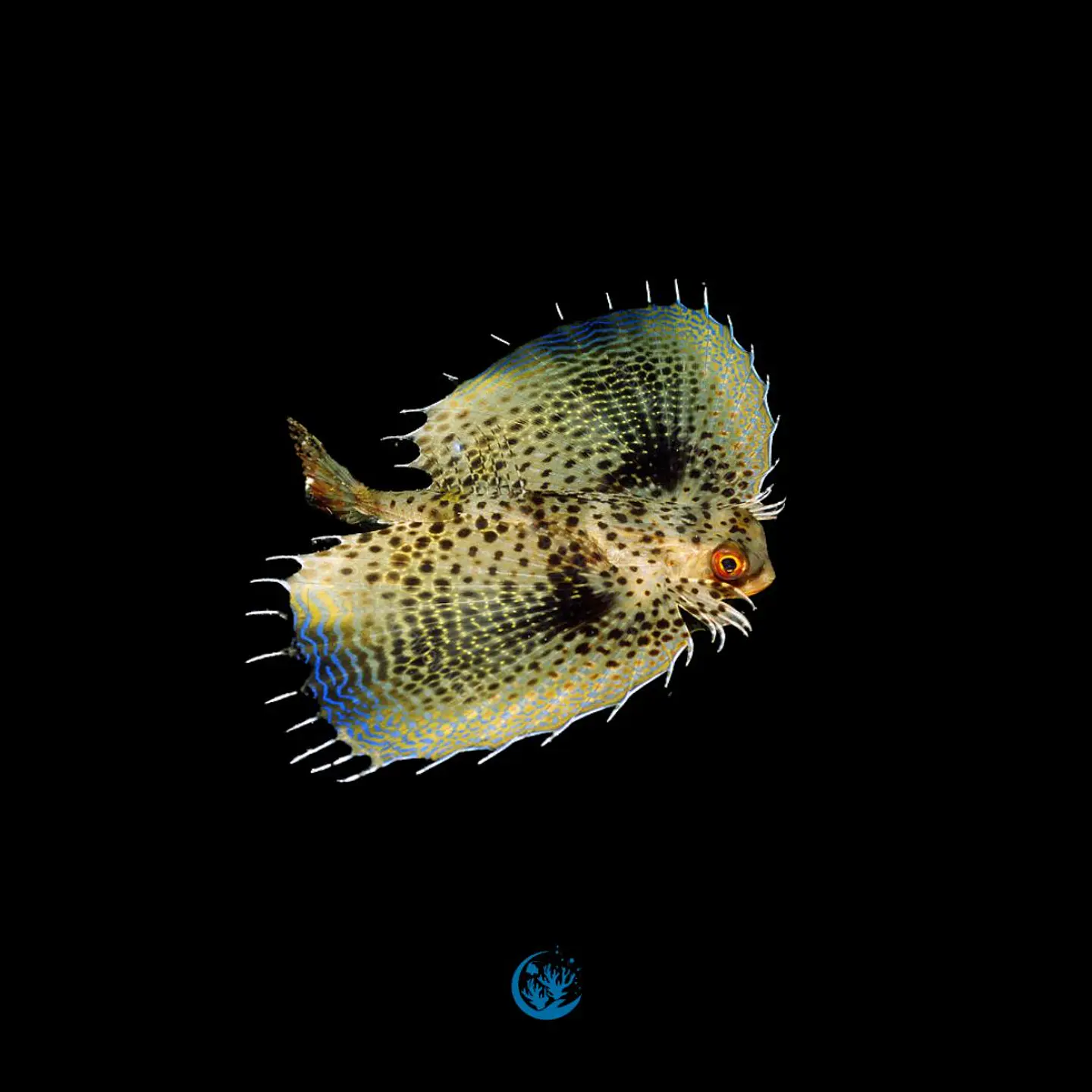 Dactyloptena orientalis 1