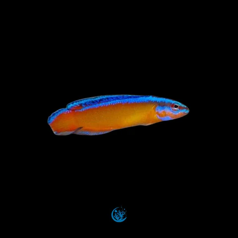 Pseudochromis aldabraensis