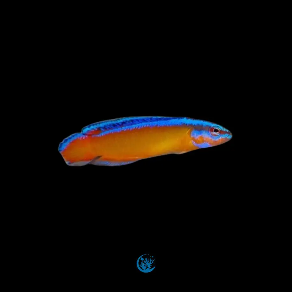 Pseudochromis aldabraensis 1