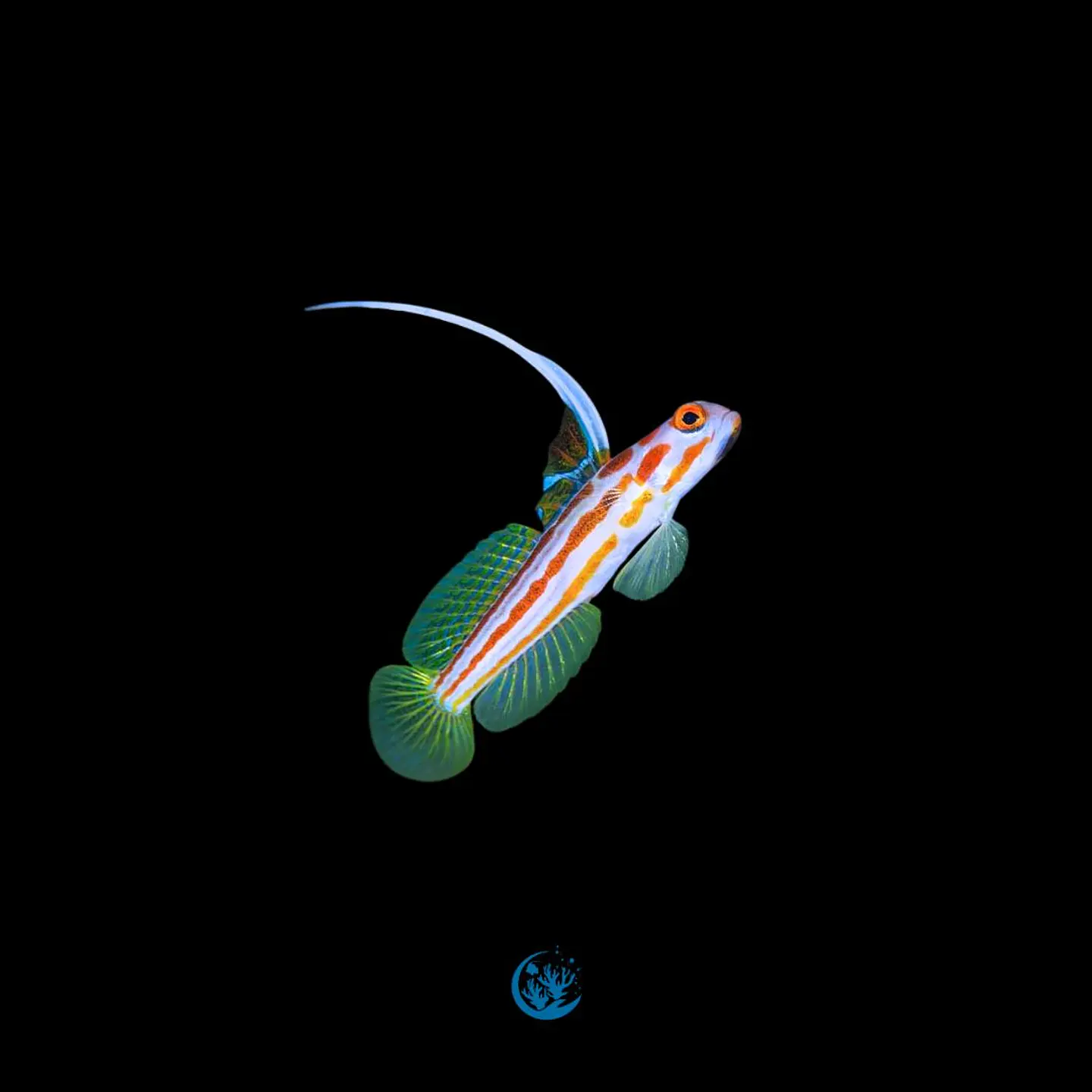 Stonogobiops yasha 1