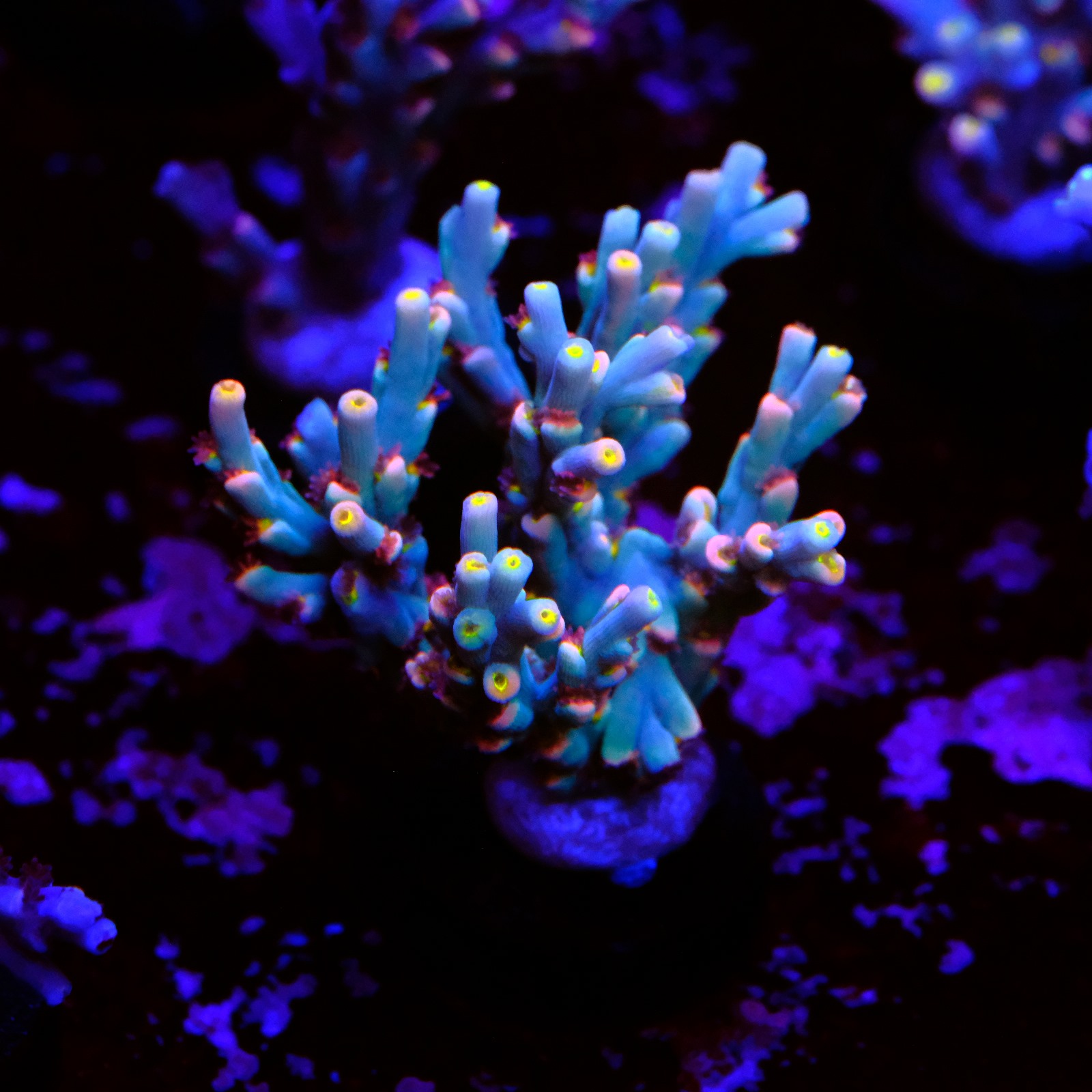 Acropora Speciosa