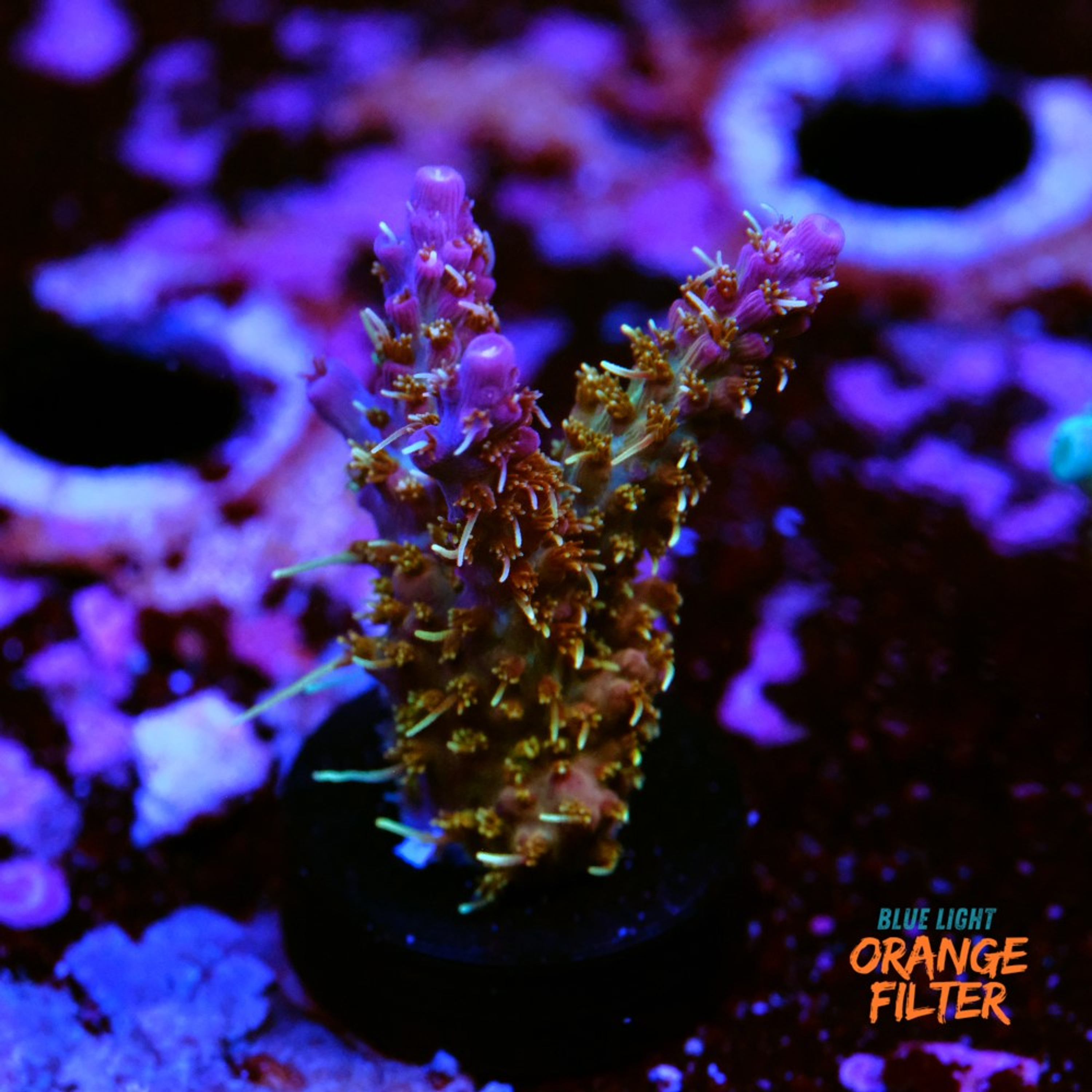 Tyree pinky the bear acropora