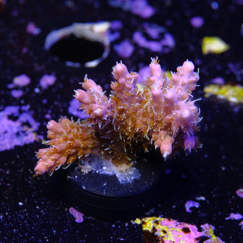 Tyree pinky the bear acropora 2