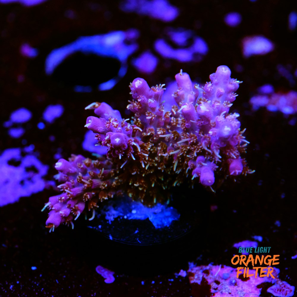 Tyree pinky the bear acropora 1