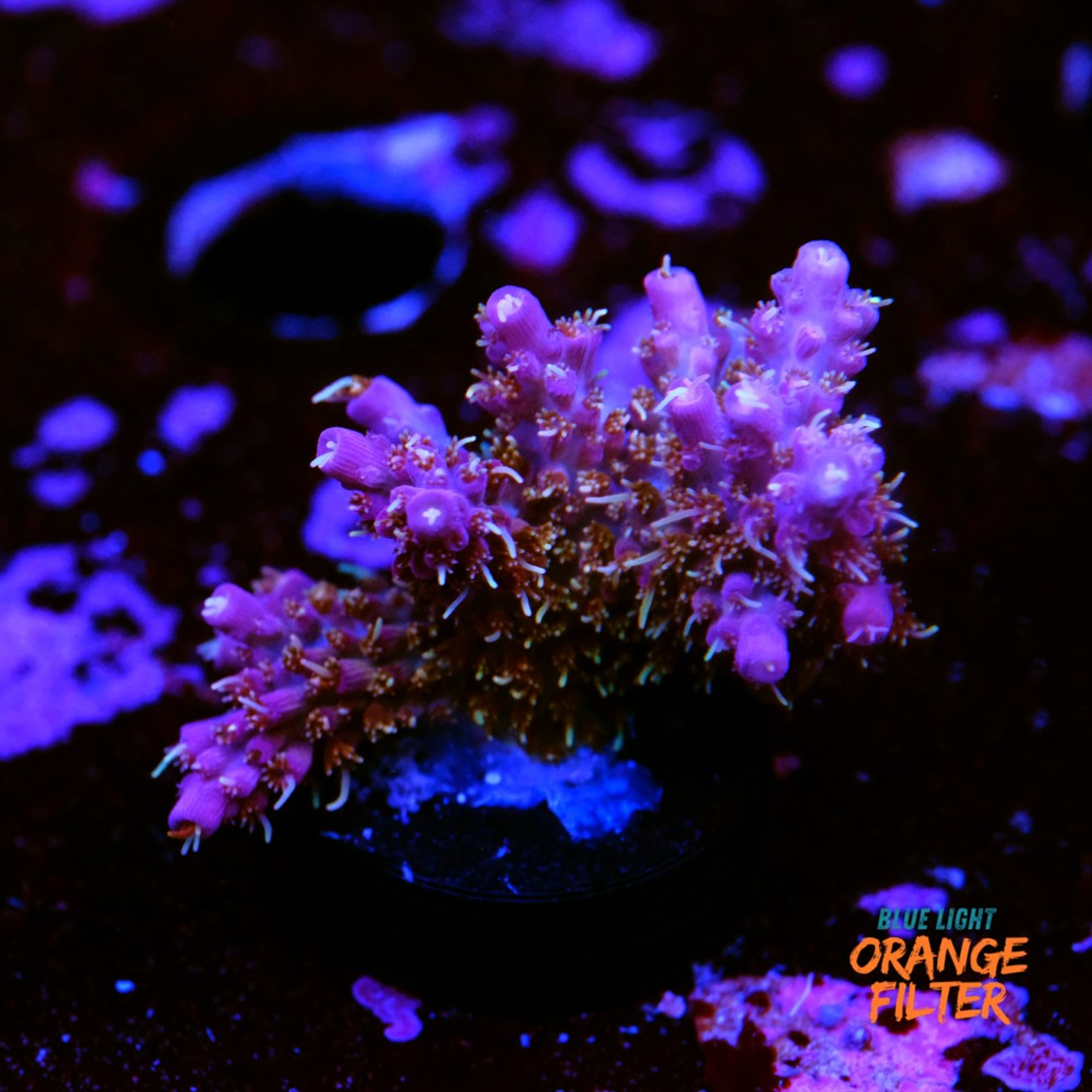 Tyree pinky the bear acropora