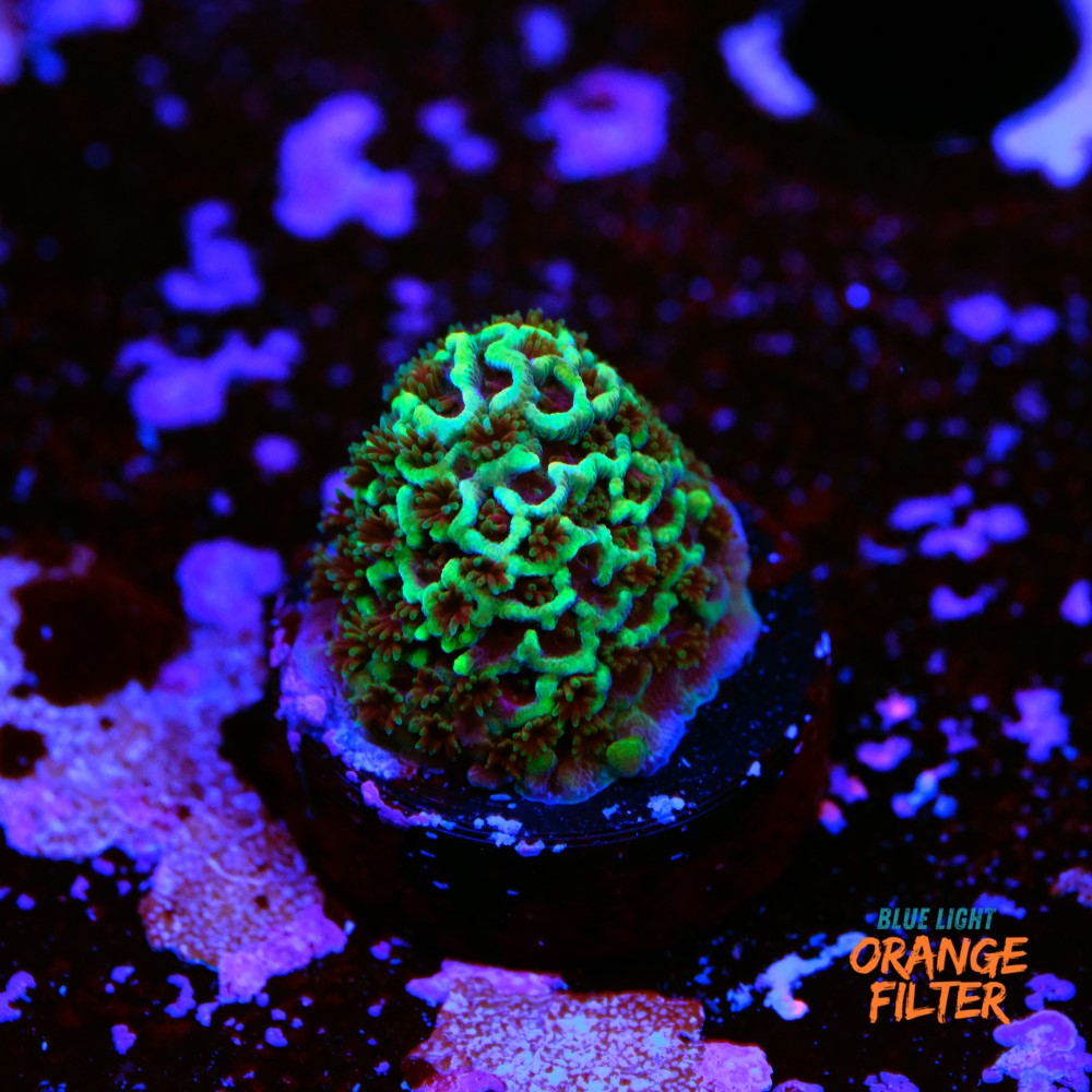 Acropora spathulata purple haze 1