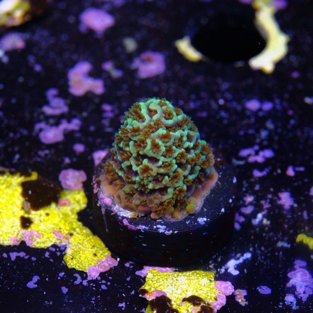 Acropora spathulata purple haze 2