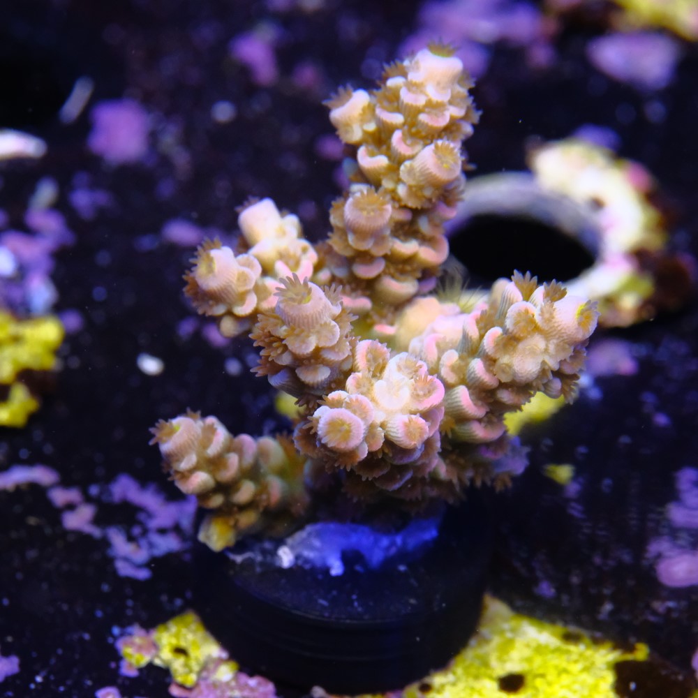 Homewrecker Tenuis 2