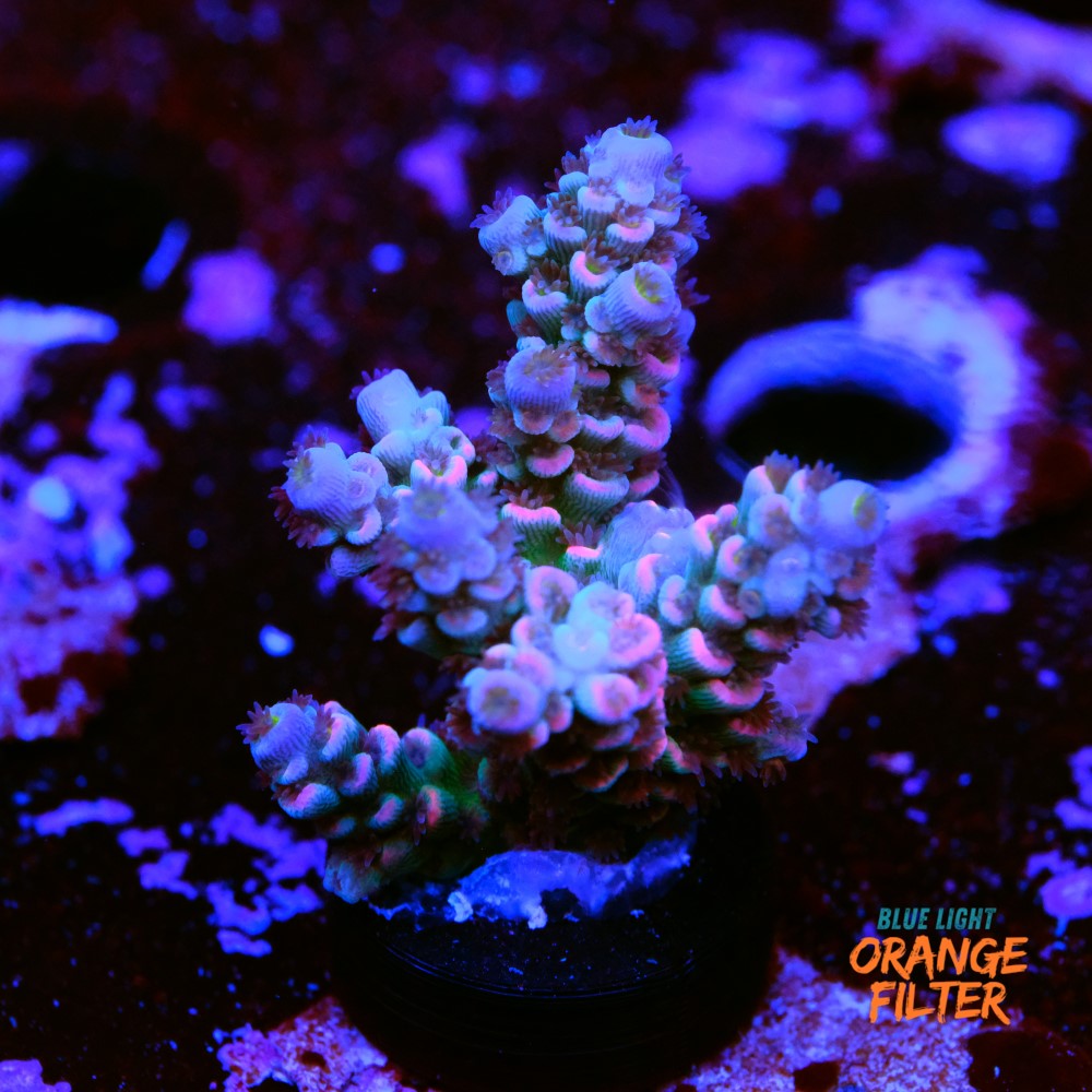 Homewrecker Tenuis 1