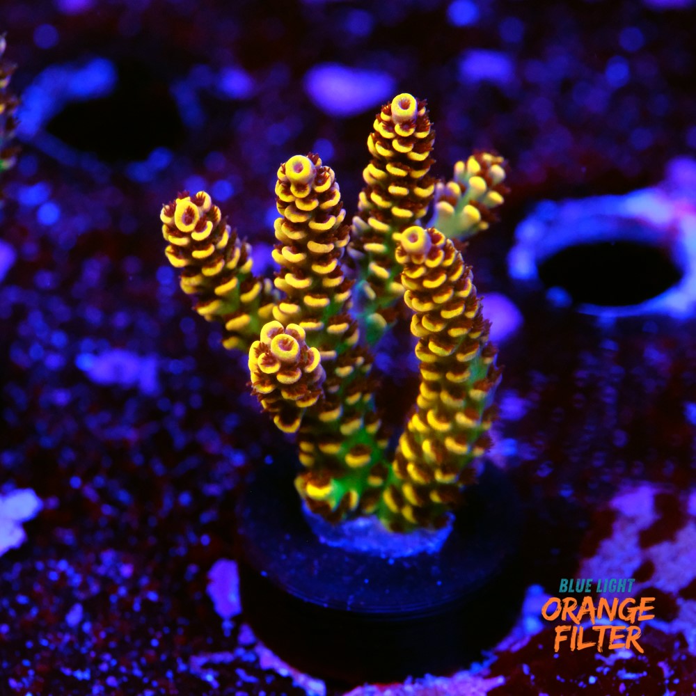 Acropora rainbow selago  1