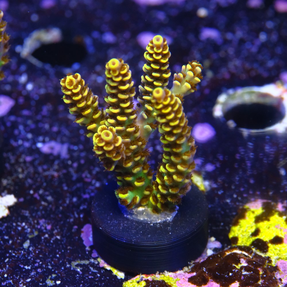 Acropora rainbow selago  2