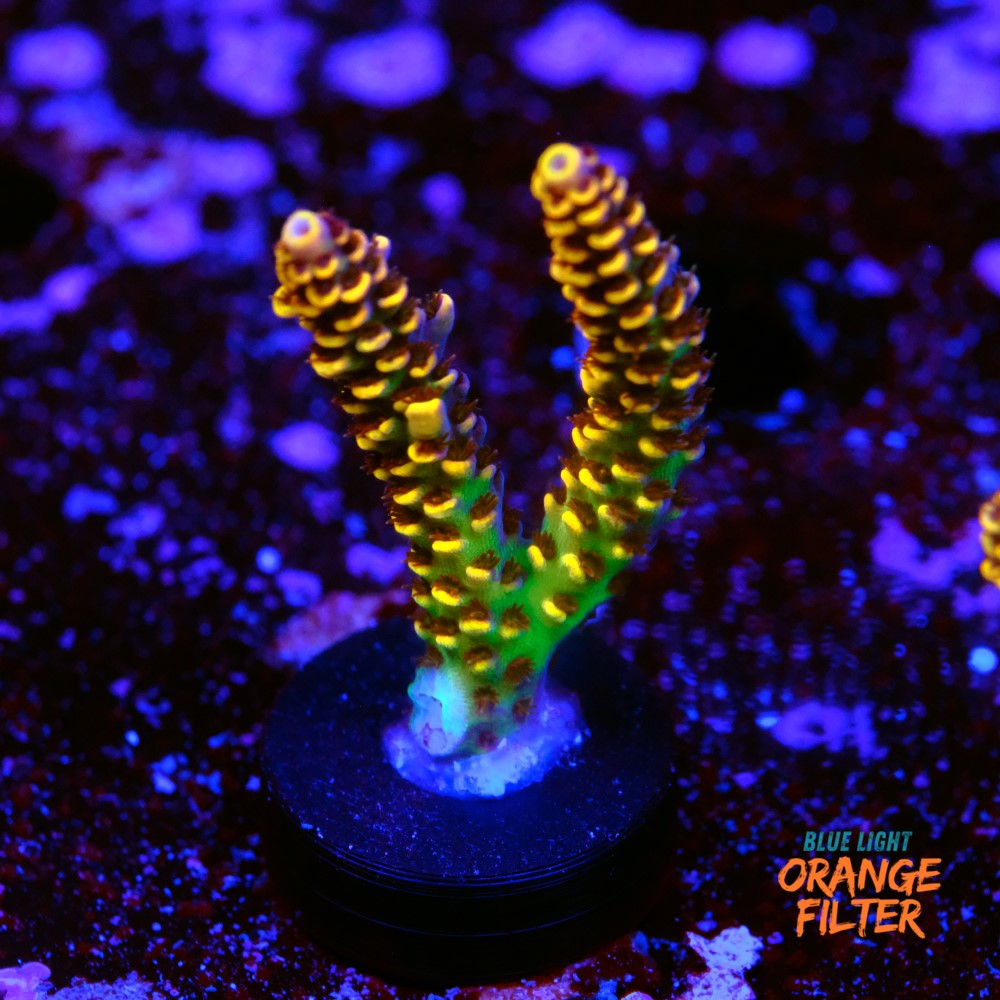 Acropora rainbow selago 1