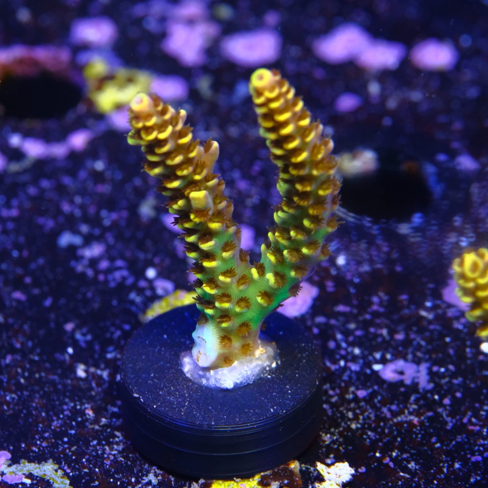 Acropora rainbow selago 2