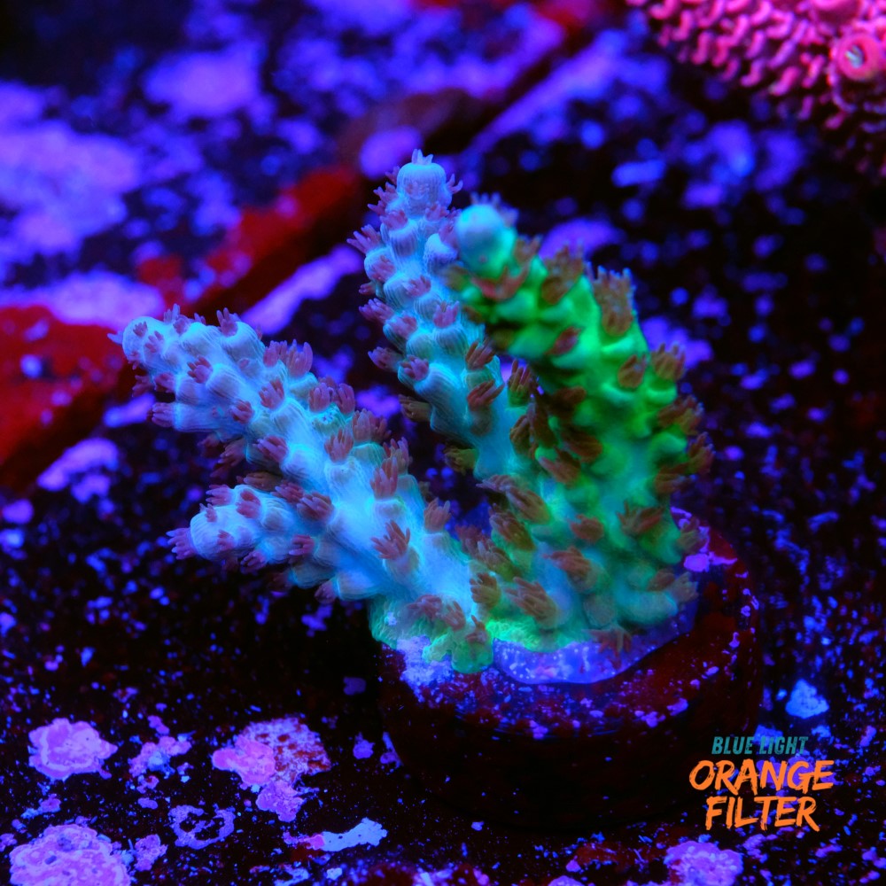 Coldflare acropora 1