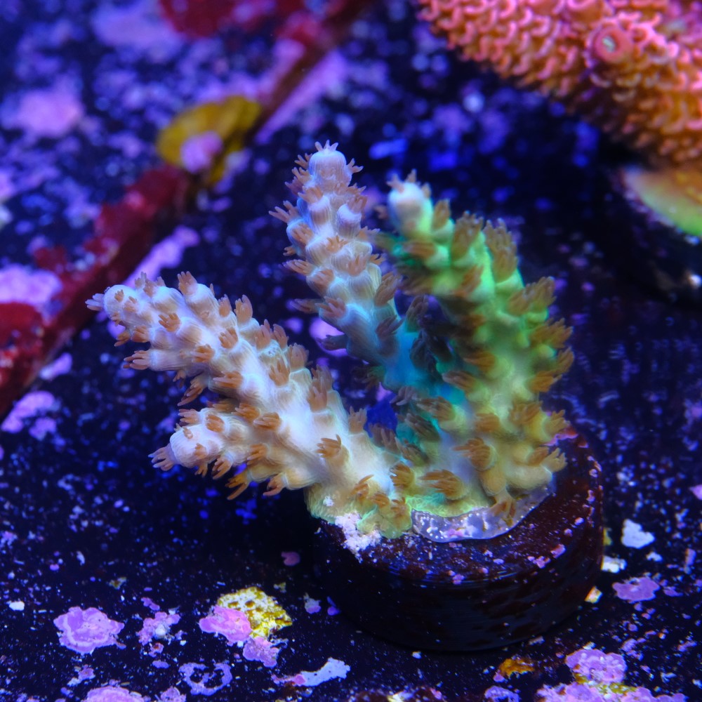 Coldflare acropora 2